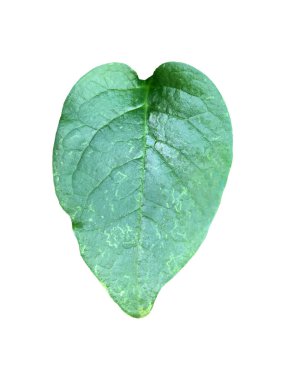 Malabar ıspanağı (Basella alba ya da Basella rubra), yumuşak ve şeffaf bir arkaplan üzerine kurulmuş, tek, kalın, kalp şeklinde bir yaprak..