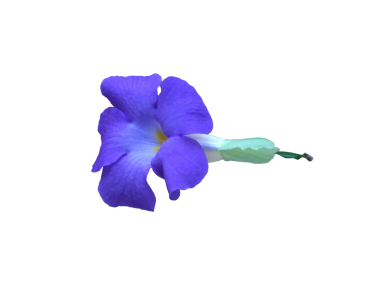 Yalnız, mor-mavi Kralın Manto çiçeği (Thunbergia erecta), parlak sarı boğazını şeffaf bir arka planda izole edilmiş, nötr bir sarı boğaza gösterir..