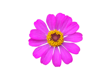 Belirlenmiş ışın yaprakları ve görünür koyu bir merkezden oluşan, şeffaf bir arkaplanda izole edilmiş, kesme yolları olan, koyu mor-mor renkli tek bir Zinnia çiçeği..