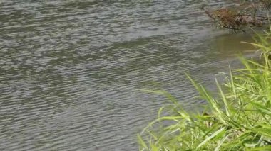 Sessiz güçle akan el değmemiş Nan Nehri, Kuzey Tayland çevresinin hayati bir ekosistemi ve can simidi..