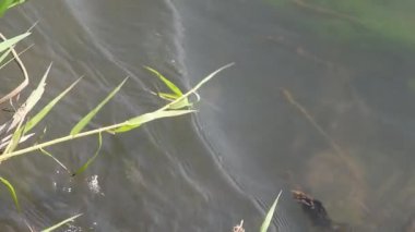 Sessiz güçle akan el değmemiş Nan Nehri, Kuzey Tayland çevresinin hayati bir ekosistemi ve can simidi..