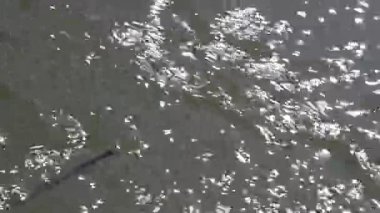 Sessiz güçle akan el değmemiş Nan Nehri, Kuzey Tayland çevresinin hayati bir ekosistemi ve can simidi..