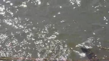 Sessiz güçle akan el değmemiş Nan Nehri, Kuzey Tayland çevresinin hayati bir ekosistemi ve can simidi..