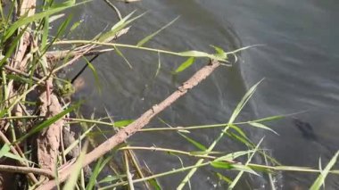 Sessiz güçle akan el değmemiş Nan Nehri, Kuzey Tayland çevresinin hayati bir ekosistemi ve can simidi..