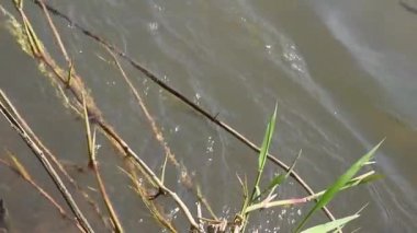 Sessiz güçle akan el değmemiş Nan Nehri, Kuzey Tayland çevresinin hayati bir ekosistemi ve can simidi..