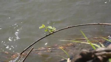 Sessiz güçle akan el değmemiş Nan Nehri, Kuzey Tayland çevresinin hayati bir ekosistemi ve can simidi..