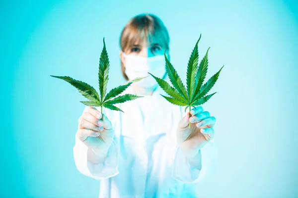 Feuilles de chanvre dans les mains de la jeune scientifique femelle dans la lumière bleue néon. Médecine cannabis concept — Photo