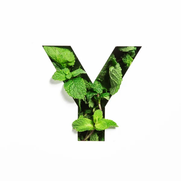 Letter Y of English alphabet of green mint natural leafs and cut paper isolated on white. Leaves typeface for decoration — Stock Photo, Image