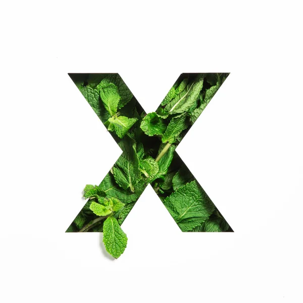 Buchstabe X des englischen Alphabets aus grünen Minzblättern und geschnittenem Papier isoliert auf weiß. Blätter-Schrift — Stockfoto
