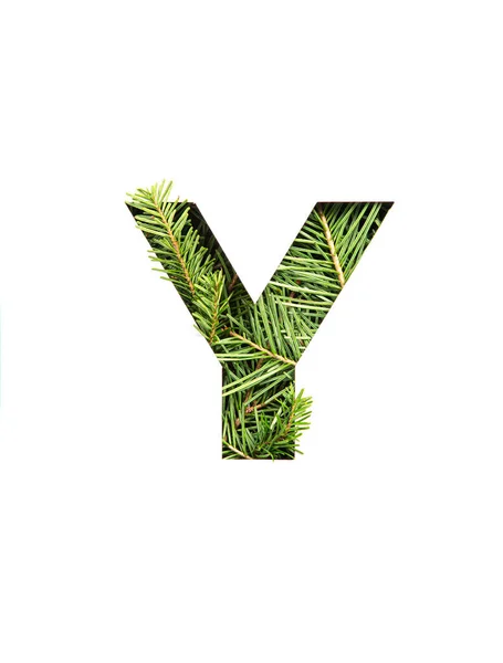 Buchstabe Y des englischen Alphabets aus natürlichen immergrünen Fichtennadeln und isoliert auf weiß geschnittenem Papier. Schrift der Tanne — Stockfoto