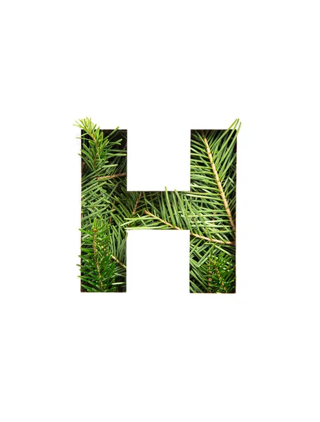 Letter H of English alphabet of natural evergreen spruce tree needles and paper cut isolated on white. Typeface of fir — Stock Photo, Image