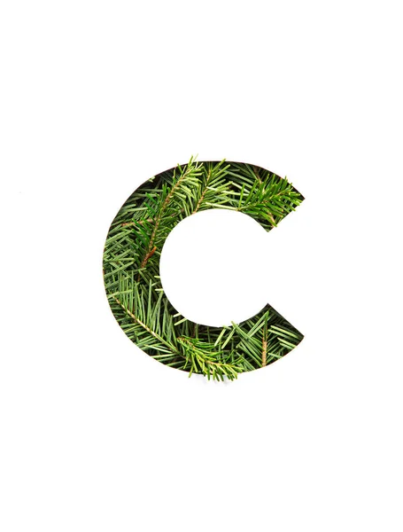 Buchstabe C des englischen Alphabets aus natürlichen immergrünen Fichtennadeln und Papier isoliert auf weiß geschnitten. Schrift der Tanne — Stockfoto