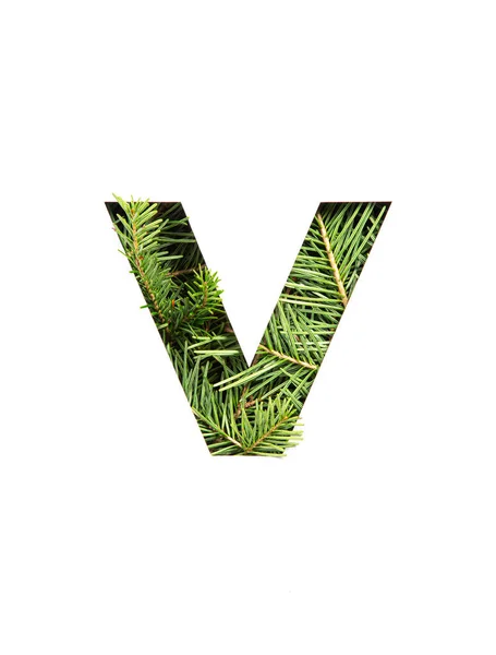 Letter V van het Engels alfabet van natuurlijke altijd groene sparren boom naalden en papier gesneden geïsoleerd op wit. Soort dennenboom — Stockfoto