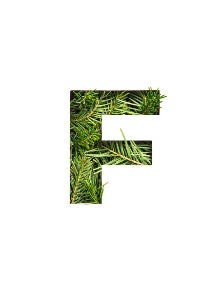 Letter F of English alphabet made of natural evergreen spruce needles and paper cut isolated on white. Xmas fir typeface — Stock Photo, Image