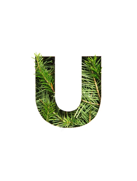 Buchstabe U des englischen Alphabets aus natürlichen immergrünen Fichtennadeln und isoliert auf weiß geschnittenem Papier. Weihnachtstannen — Stockfoto