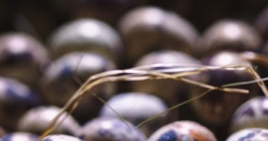 Çöp ve benekli bıldırcın yumurtalarının videosunu kapat. Sağlıklı organik yemek, kırsal pazar