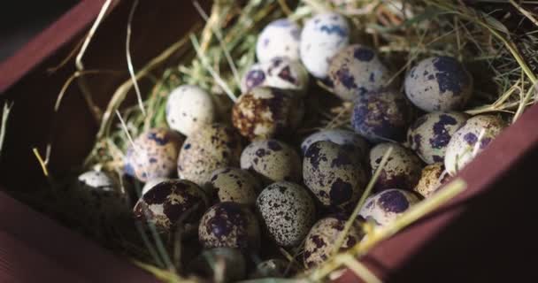 Quail eggs on hay in wooden box, close up video of natural organic products for farm store and rural market — Stock Video