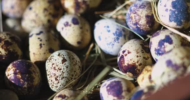 鹌鹑蛋躺在干草上,雌性手放在一只蛋上.春天和健康有机食品概念 — 图库视频影像