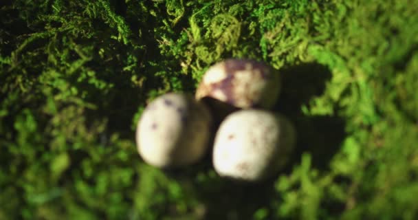 Wachteleier auf grünem Moos, Nahaufnahme-Video. Oster- und Frühlingsstillleben. Natürliches Konzept der gesunden Ernährung — Stockvideo