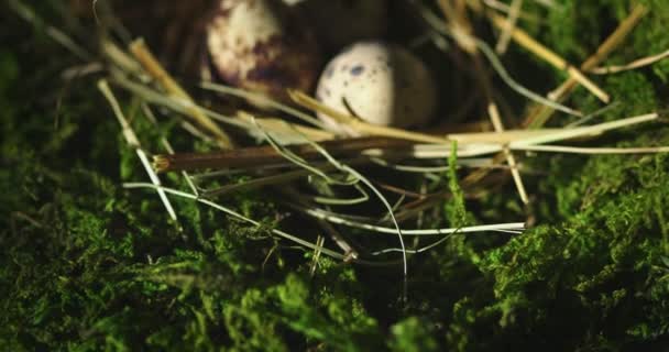 Close up 4k video of quail eggs in nest of straw on moss. Organic farming, natural still-life. Springtime and Easter — Stock Video