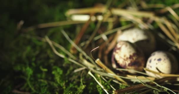 Natural quail eggs in straw nest on moss background. Happy Easter and springtime. Close up video. — Stock Video