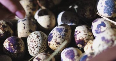 Samanlıktaki bıldırcın yumurtalarından bir yumurta alırken çekilmiş videoyu kapat. Doğal organik sağlıklı beslenme