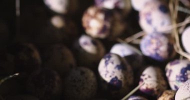 Samanlıkta yatan benekli bıldırcın yumurtalarının videosunu kapat. Sağlıklı gıda ürünleri kavramı