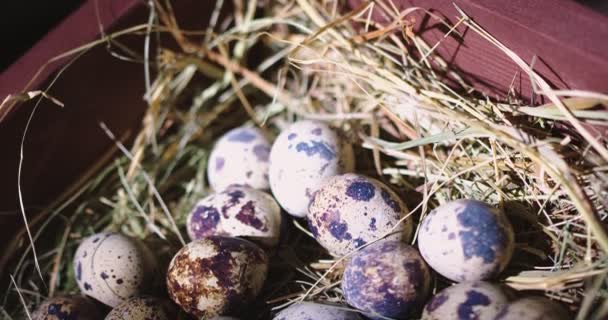 Перепелиные яйца в соломенном гнезде в деревянной коробке. Закройте видео. Здоровые органические продукты на фермерском рынке — стоковое видео