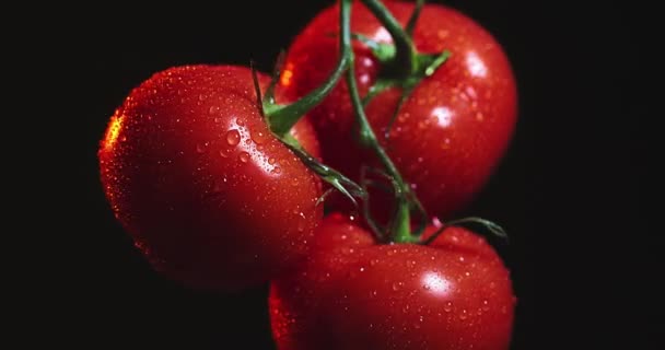 Zamknij film obracających się bio organicznych pomidorów gałąź pokryte krople wody, witaminy warzywa, koncepcja zdrowego odżywiania — Wideo stockowe