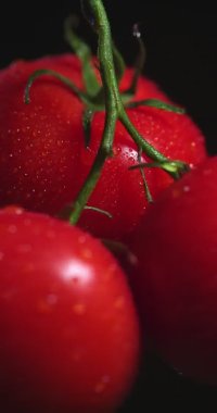 Dikey video. Domates dalları dönüyor, damlacıklar kaplanmış. Siyah stüdyo arka planında doğal sebzeler, vitaminler.