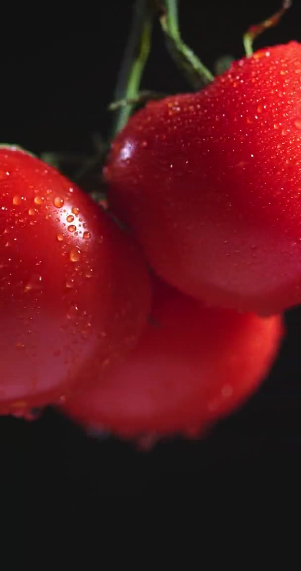 Vidéo verticale. Tomates branches gouttes d'eau couvertes tournant sur fond noir. Légumes naturels, vitamines — Video