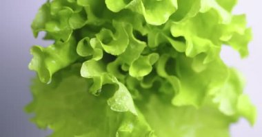 Yeşil kıvrımlı marul yaprakları, üst manzara. Vitaminler, sağlıklı beslenme konsepti. Videoyu kapat