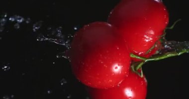 Dikey video. Domates dalları dönüyor, su siyah stüdyo arka planında doğal sebzelere sıçrıyor, vitaminler...