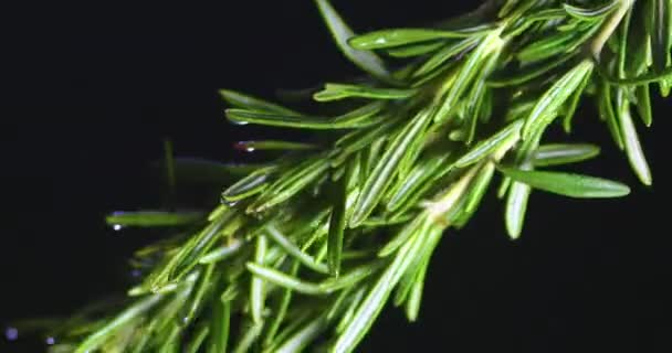 Rosmarino verde rotante. Condimento profumato alle erbe. Erbe per aromaterapia e cosmetici. Close up video — Video Stock