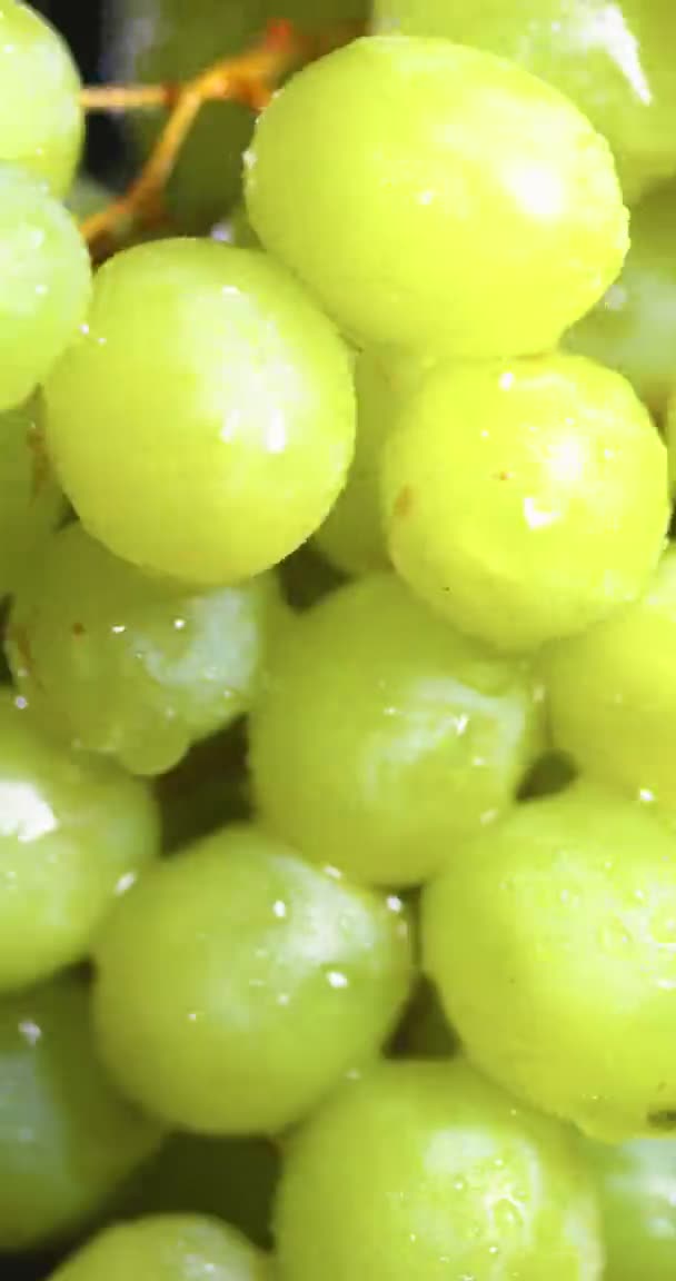 Vintillverkning och vinodling. Vertikal video. Naturliga druvor vinranka täckta vattendroppar roterande, hälsosam mat — Stockvideo