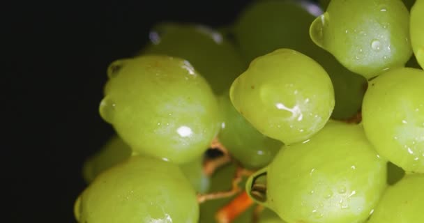 Vídeo vertical. Gotas de agua de uvas naturales vid, vitaminas de la fruta, concepto de alimentación saludable. Elaboración de vinos y viticultura — Vídeo de stock