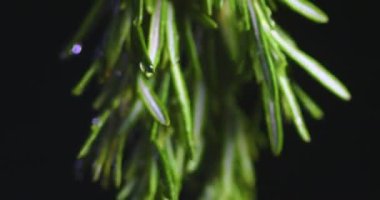 Yeşil biberiye dalları su damlalarını kaplamış. Bitki kokulu sos. Sağlık için şifalı bitkiler. Videoyu kapat