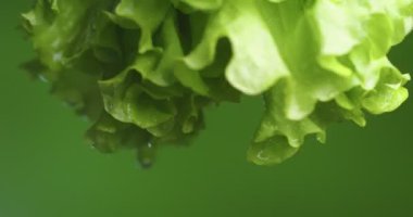 Yeşil arka planda yeşil kıvrımlı marul yaprakları. Vitaminler, sağlıklı beslenme konsepti. Videoyu kapat