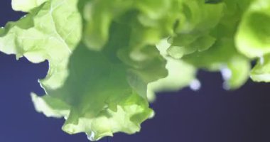 Yeşil kıvrımlı marul yaprakları su damlalarıyla kaplı. Vitaminler, sağlıklı beslenme konsepti. Videoyu kapat