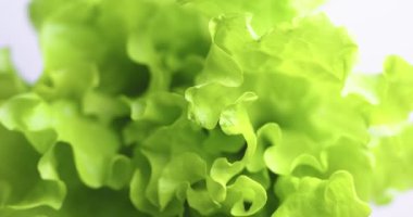 Yeşil kıvrımlı marul yaprakları. Vitaminler, sağlıklı beslenme konsepti. Videoyu kapat