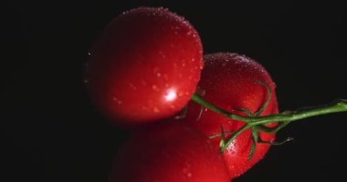 Dikey video. Domates dalları dönüşümlü, siyah stüdyo arka planında doğal sebzeler, sağlıklı vejetaryen vitaminleri.