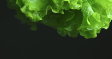 Yeşil kıvrımlı marul yaprakları. Salatalar için doğal yeşillik. Vitaminler, sağlıklı beslenme konsepti. Videoyu kapat