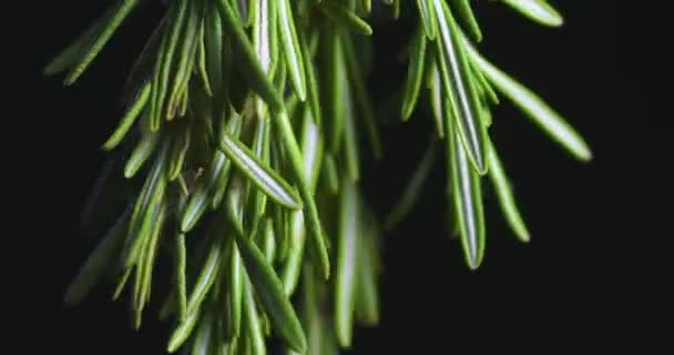 녹색 로즈마리 잔가지. 허브 향 양념이야. 약 과 건강을 위한 천연 약초. 클로즈업 비디오 — 비디오