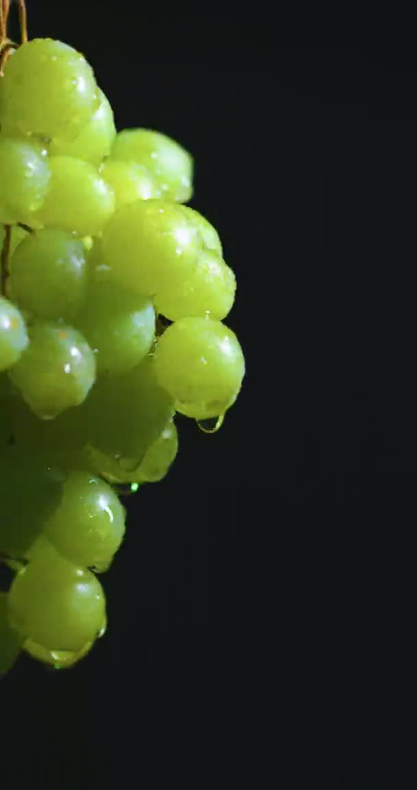 Vídeo vertical. Uvas naturales vid cubierto gotas de agua, vitaminas de la fruta, alimentación saludable. Elaboración de vinos y viticultura — Vídeo de stock