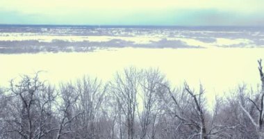 4K arka plan videosu, rüzgarda sallanan ağaçlar, uçan kuşlar. Soğuk kuzey havası. Doğal manzara.