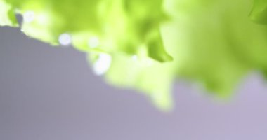 Yeşil kıvrımlı marul yaprakları. Vitaminler, sağlıklı beslenme konsepti. Videoyu kapat