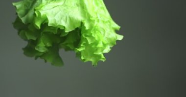 Yeşil kıvrımlı marul yaprakları. Vitaminler, sağlıklı beslenme konsepti. Videoyu kapat