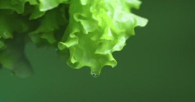 Yeşil stüdyo arka planında marul yaprakları. Vitaminler, sağlıklı beslenme konsepti. Videoyu kapat