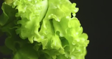 Yeşil marul yaprakları dönüyor. Vitaminler, sağlıklı beslenme konsepti. Organik gıda deposu için videoyu kapat