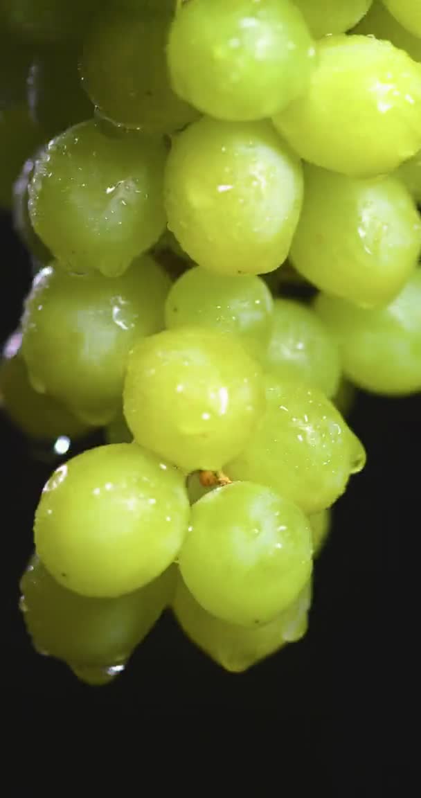 Vertikales Video. Natürliche Weinreben, Fruchtvitamine, gesundes Ernährungskonzept. Weinbau und Weinbau — Stockvideo